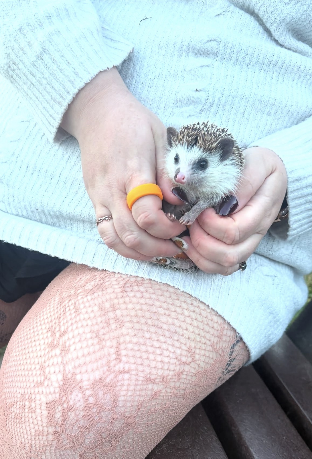 Burt being held in cupped hands in his owner’s lap
